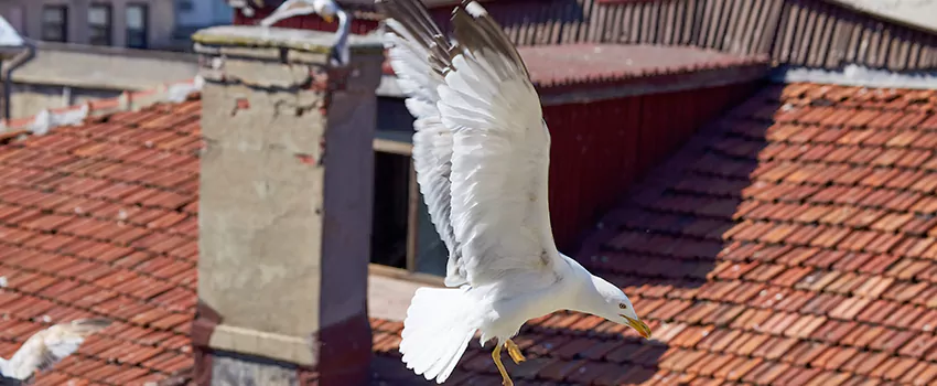Residential Chimney Animal Removal Solution in Lomita, CA